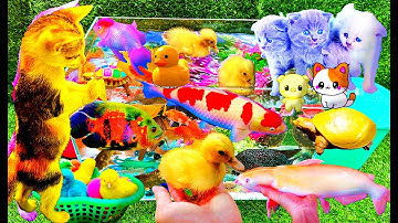 Vịt, Mèo, Cá Chuối, Quả Trứng, Thỏ, Cua, Gà Bò Voi, Thằn Lằn, Rùa, Cá Trê, Chép Koi, La Hán, Bảy Màu