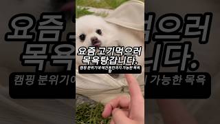 목욕탕에,, 우리 댕댕이랑 고기 먹으러 다녀왔습니다! #부산애견동반맛집