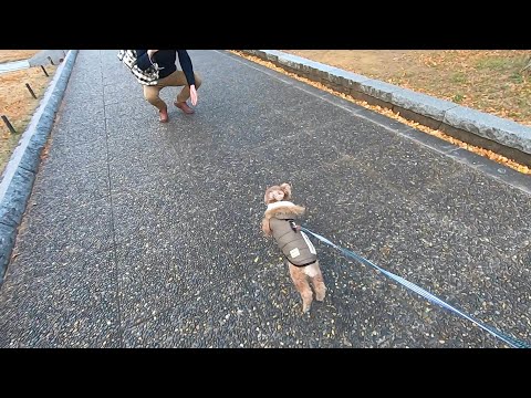 【再会】24時間ぶりの大好きなパパを見つけて全力で走り出す犬w【トイプードル】
