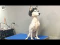 The funniest dogs of tomonews  compilation
