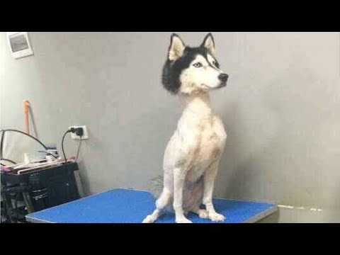 the-funniest-dogs-of-tomonews---compilation