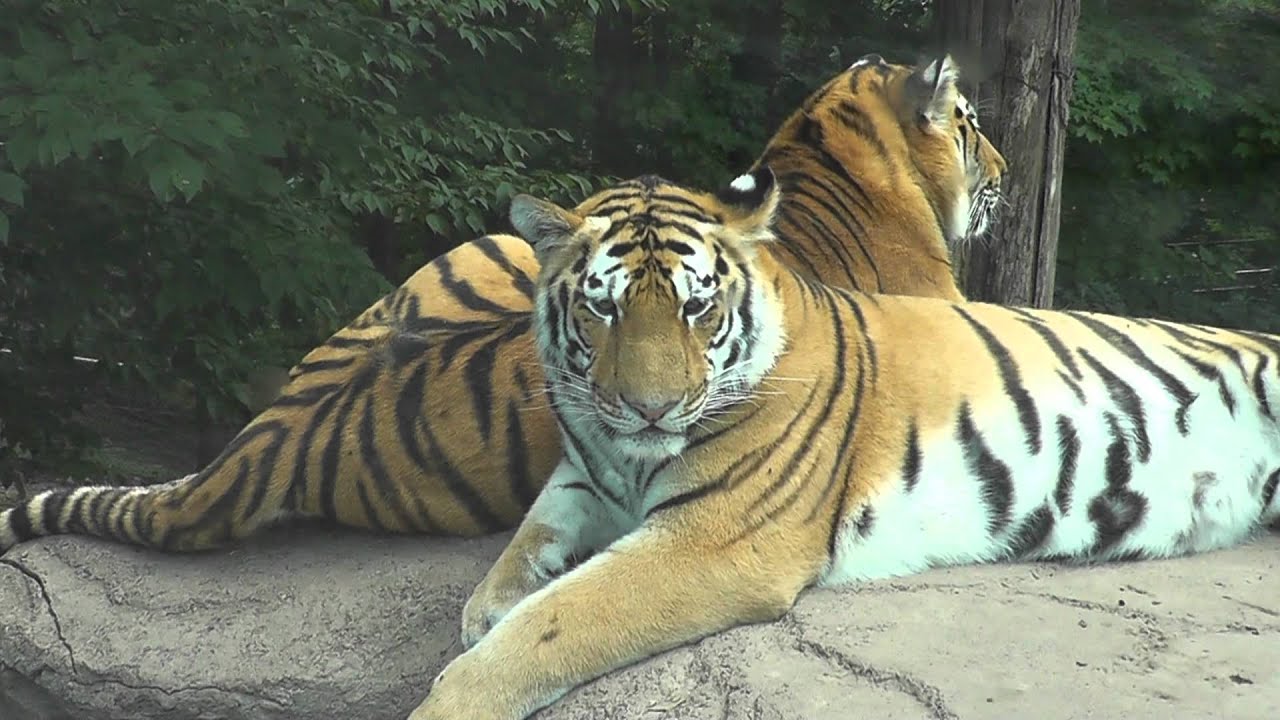 Уссурийский тигр и панда. Амба тигр Уссурийский. Видео Уссурийский тигр. Уссурийские тигрята лагерь.