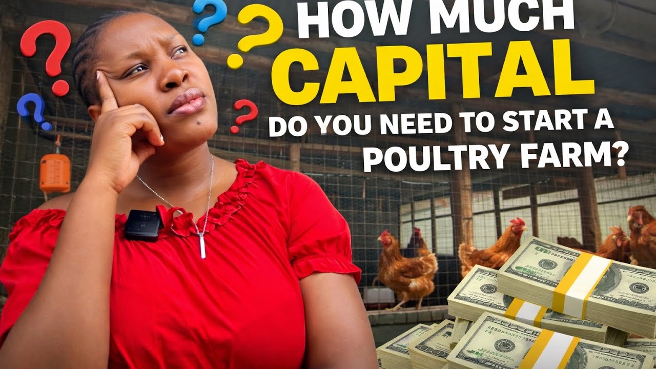 How much capital do you need to start a poultry farm?( Real costs ...