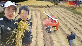 Cánh đồng lúa chín, cảnh thu hoạch lúa ở Hàn Quốc| Cuộc sống ở Hàn Quốc