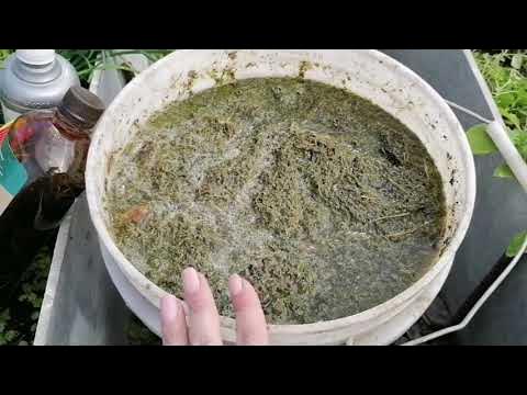 Зелёное удобрение из травы. Подкормка бродиловкой. Подкормка бродиловкой. Бродилка из травы для подкормки. Удобрение из травы.