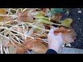 Уборка в цветнике на зиму. Садовый лайфхак. Обрезка пионов и хост.