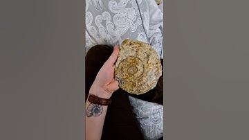 One of my favourite ammonites I