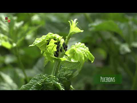 Vidéo: Qu'est-ce que les foreurs de la menthe - Informations sur le contrôle des foreurs des racines de la menthe