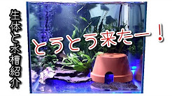 サラマンダー アンダーソン