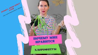 Хлорофитум. Цветок для выращивания горшках  и не только