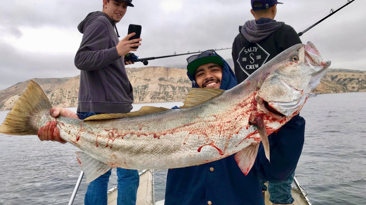 White Sea Bass & Wide Open Surface Bite! 