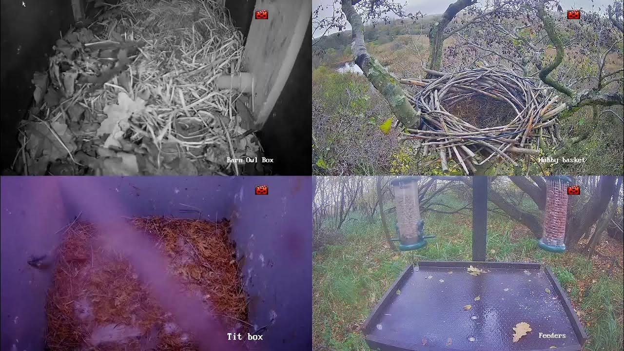 LIVE bird nest and feeder cams at Carlton Marshes YouTube