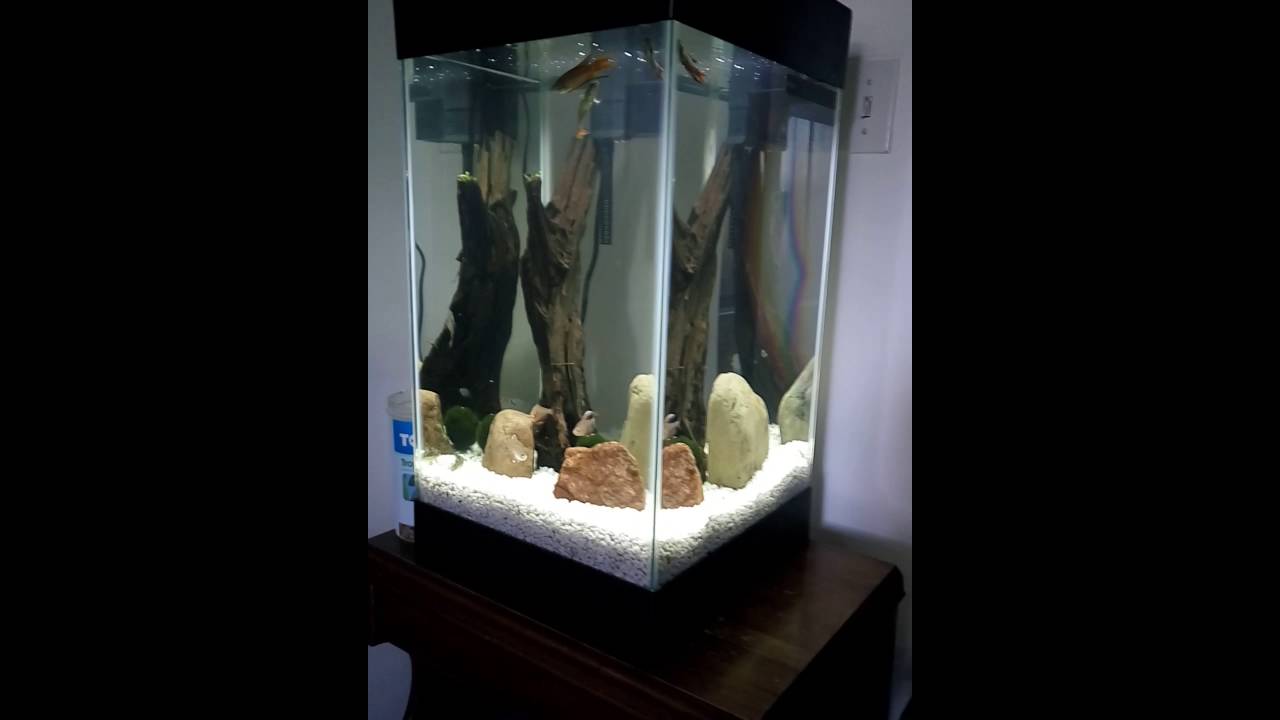 15 Gallon Column aquarium aquascape planted fish tank