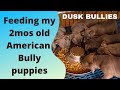 HOW I FEED MY AMERICAN BULLY PUPS