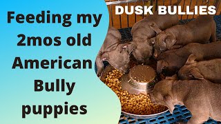 HOW I FEED MY AMERICAN BULLY PUPS