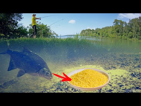 Видео: ЛЕЩ НА ПШЕНО ПОДВОДНАЯ СЪЕМКА!!! Рыбалка на Донки (Фидер)