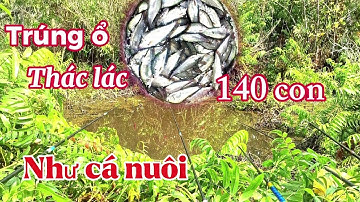 Câu cá thác lác.. được bữa trúng ổ || câu cá lóc rừng U Minh(tập 155)@huukhuynhkiengiang