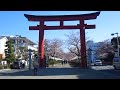 桜咲く若宮大路・段葛