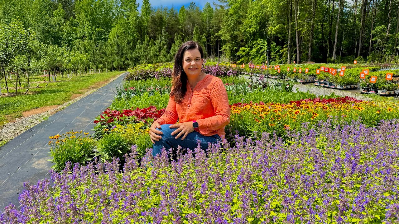 Easy Perennials That You Will Love!