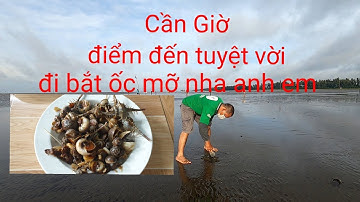 Theo chân bà con vùng biển Cần Giờ  bắt ốc mỡ nè bà con ơi