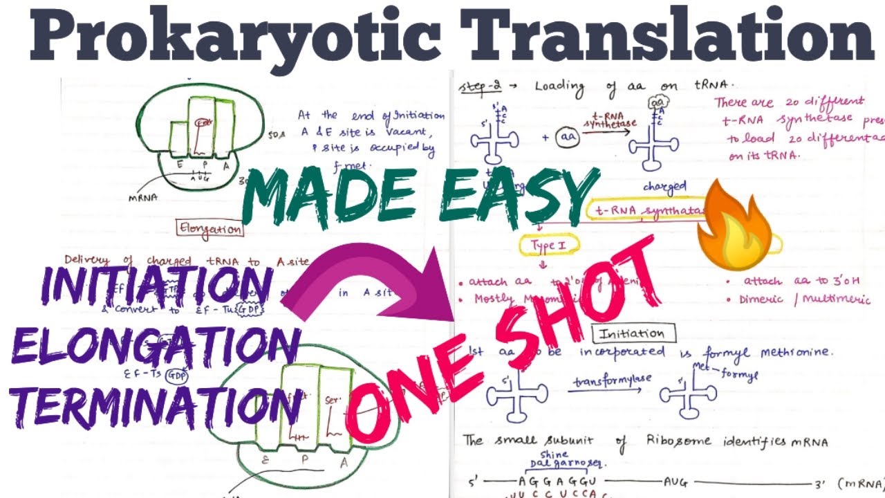 Translation in Prokaryotes (Initiation, Elongation, Termination) || Made Easy🤩#molecular_biology