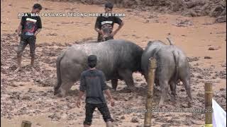 Toraja Buffalo Fight. Part 3 Arena Pala'tokke La'bo.