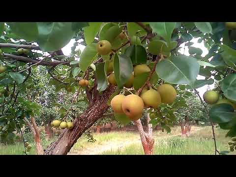 वीडियो: नाशपाती फल चूरा
