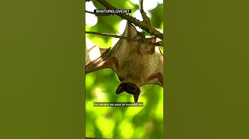 The Vampire Bat | The Blood Sucking Bat