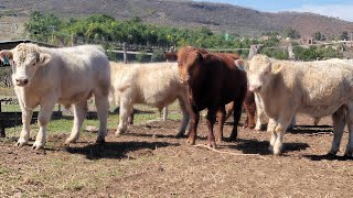 &quot;&quot;&quot;LO BUENO SE VENDE APARTE&quot;&quot;.lote de becerras vaquillas y toros cementales ala venta