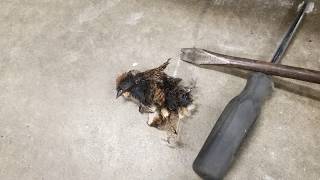 How to Cook a Bird with a Motorcycle