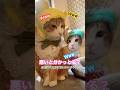 【CAT】納豆盗み食い #shorts #cat #cats #猫動画 #猫 #可愛い猫 #かわいい猫