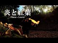 【炎刀】炎と紅葉 Flame + leaves 【ASMR】川、炎、落ち葉の音