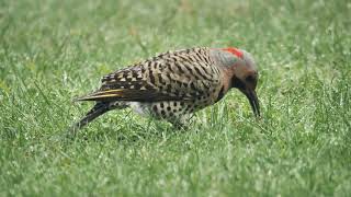 Northern Flicker | Wildlife Birds Broll Footage