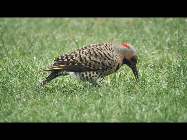 Northern Flicker | Wildlife Birds Broll Footage