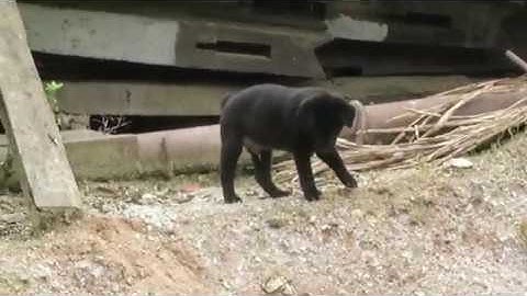 Cộc đen đực 50 ngày tuổi - Chó săn bản Mông hoang dã  (30/10/2108)