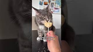 ASMR but make it Maine Coon🎧 Net Worth