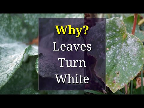 Wideo: Białe plamy na roślinach mam – dowiedz się więcej o zwalczaniu mączniaka prawdziwego chryzantemy
