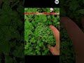 Hidden in Plain Sight 😱 S24 Ultra Reveal in Grass