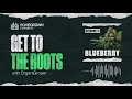 Blueberry Strain Review | Get To The Roots with Homegrown Cannabis Co.