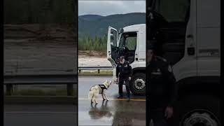 Police Dog Saves Truck Driver Seconds Before Explosion 😱🐕‍🦺 #Shorts