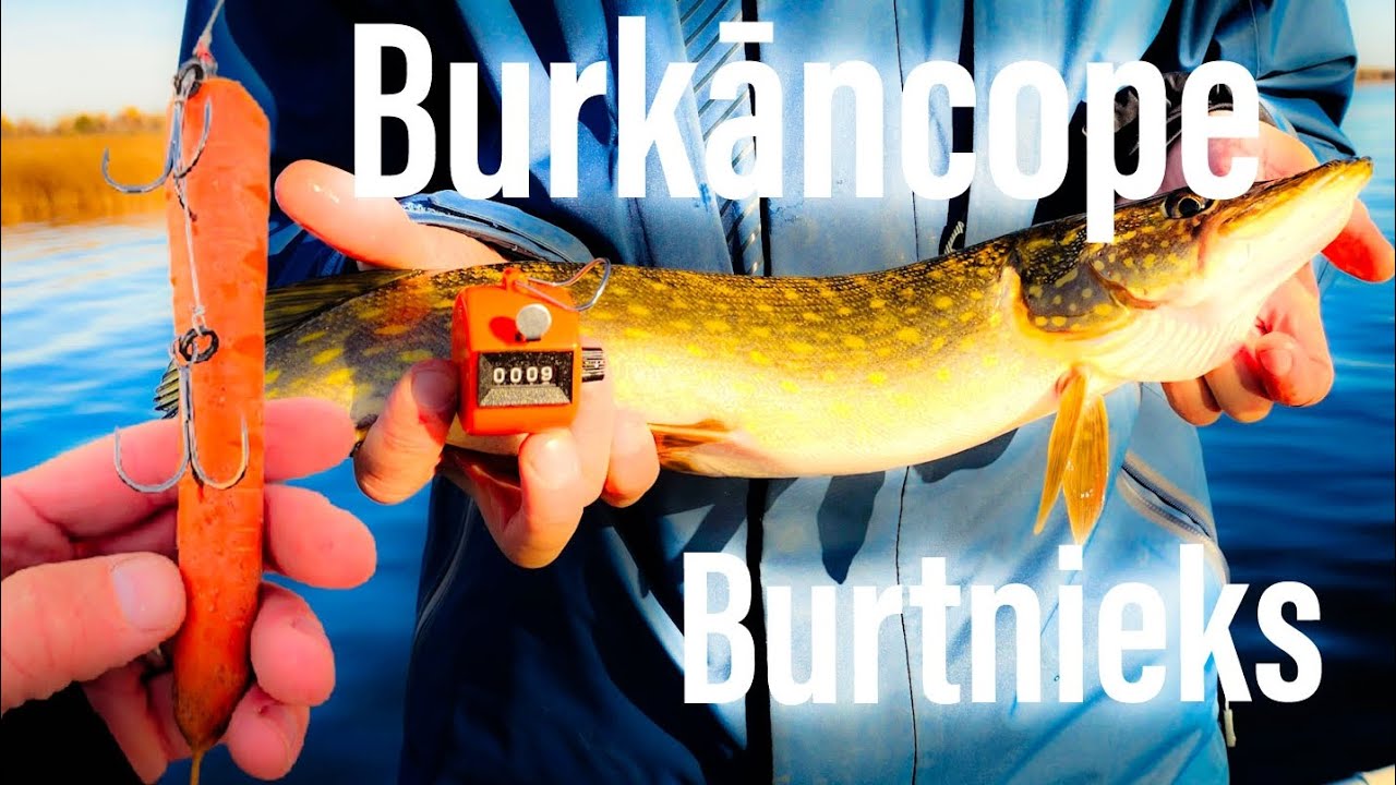 🥕Burkāns🥕 Cope Burtniekā.