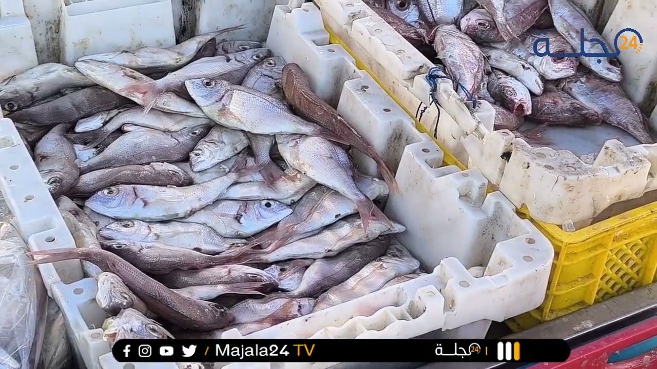 بسطات في اليوم الثالث من رمضان.. شحال واصل الحوت عند سمير