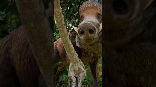 Simply the Troodon - The Isle Evrima