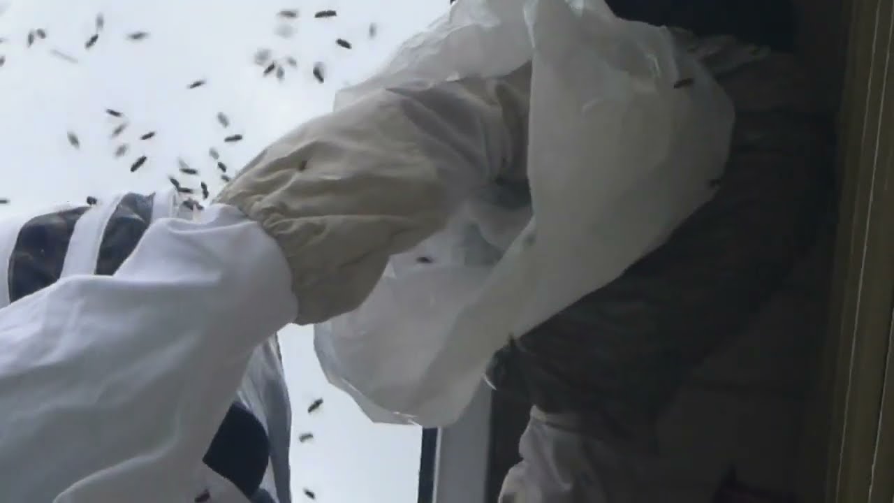 Wasp Nest Removal Job - Westside Pest Control