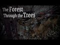 The forest through the trees  original horror story