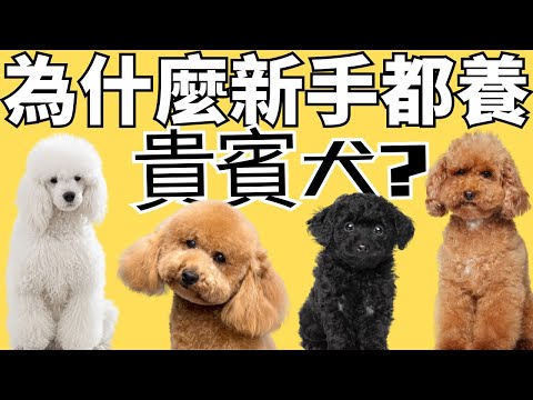 【為什麼貴賓犬是最愛？】7大優點揭開貴賓犬最吸引人的魅力！✅CC ｜7 Advantages of a Miniature Poodle