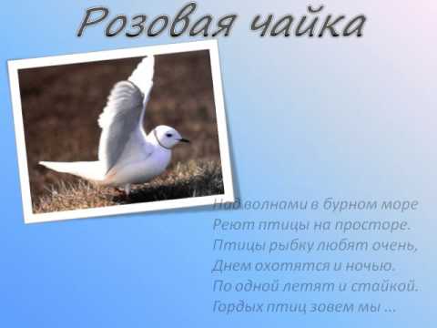 Анастасия Семенова. Животный мир Арктики