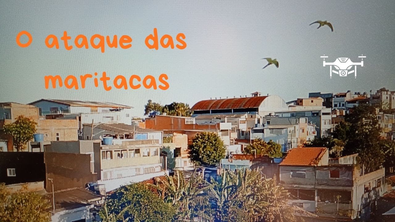 Maritacas tentaram abater o meu drone