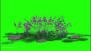 garden flowers in wind blue screen and green screen video