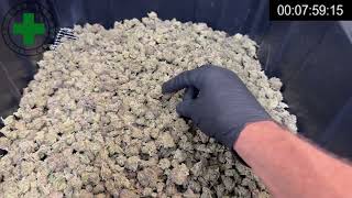 Trimming Over 5 lbs of Cannabis in Just Over 5 Minutes